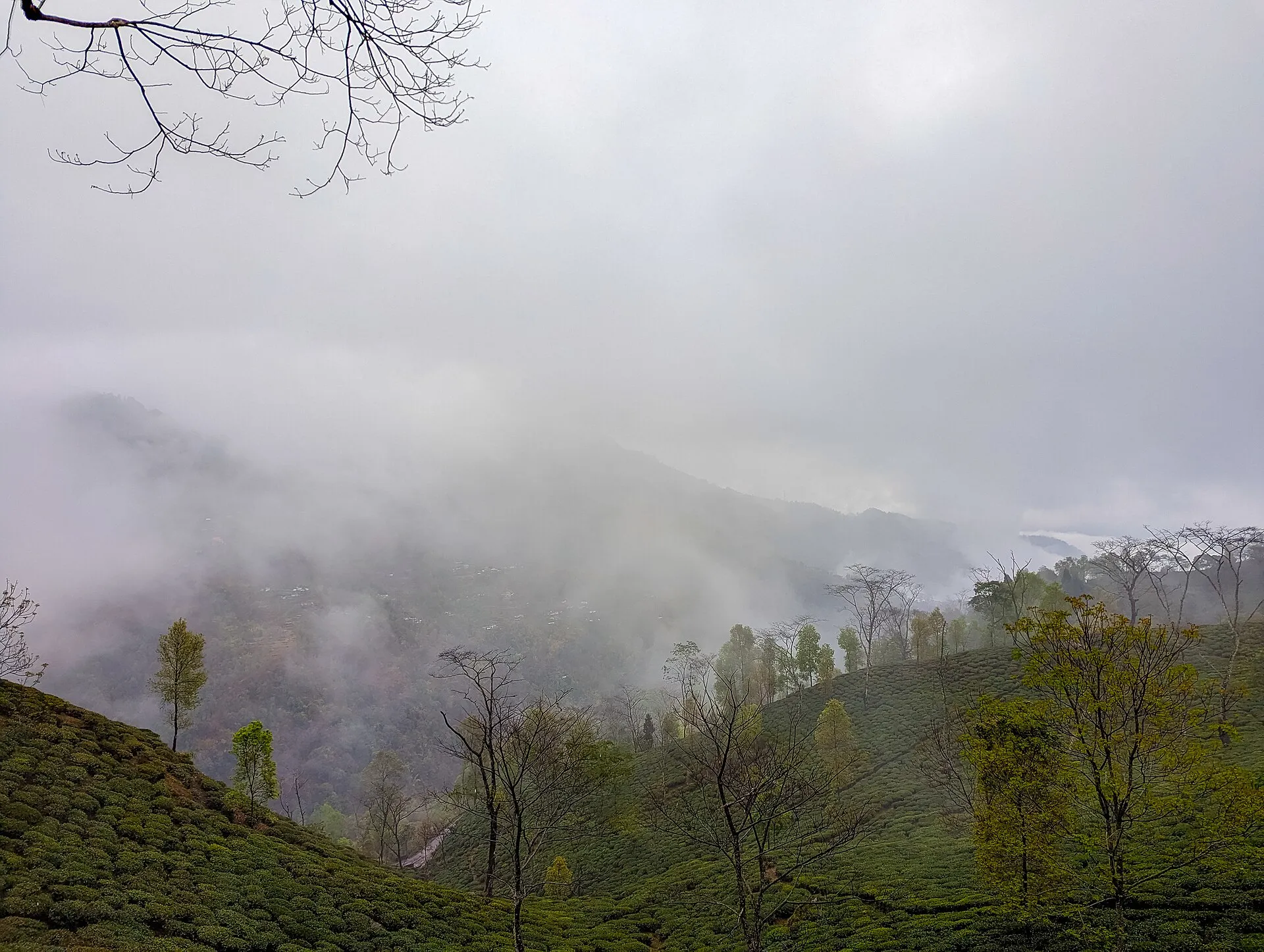 Cloud sitting on a Darjeeling tea garden