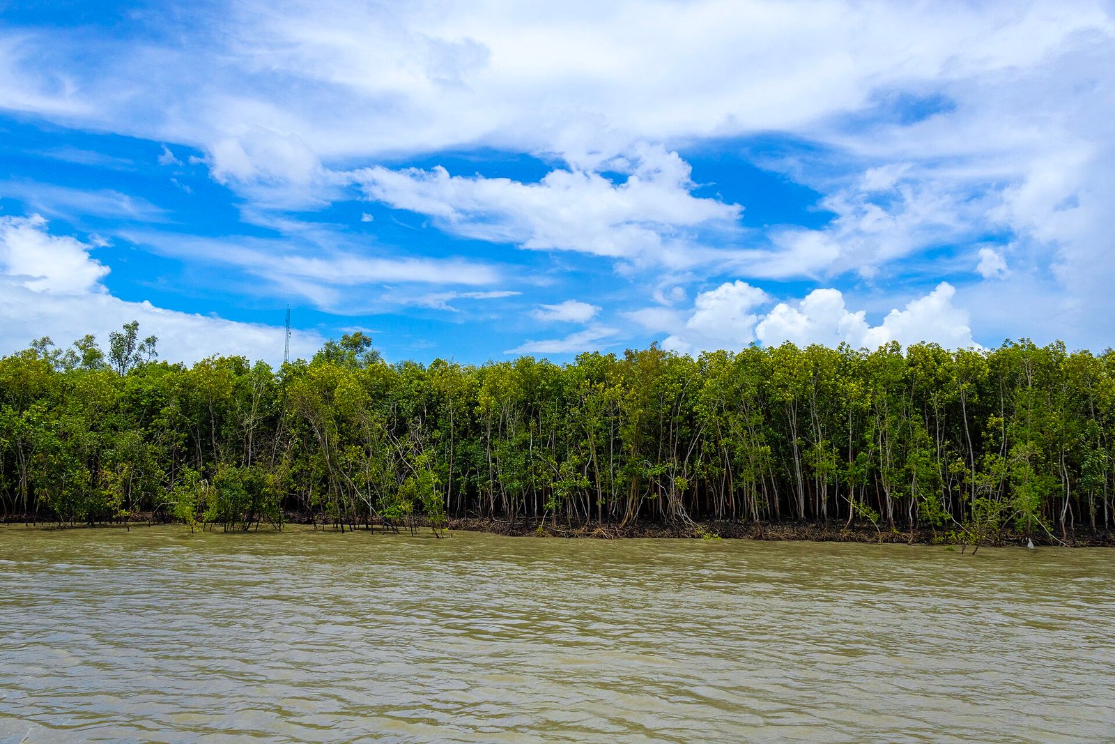 The Sundarbans mangrove forest